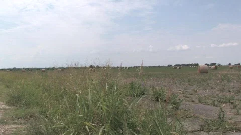  dried cotton Stock Footage 525176