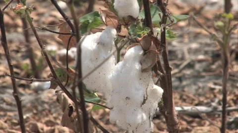  dried cotton Stock Footage 525180