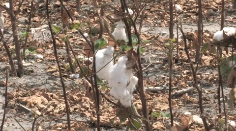  dried cotton Stock Footage 525181