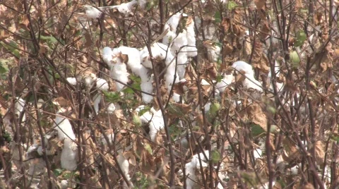  dried cotton Stock Footage 525505