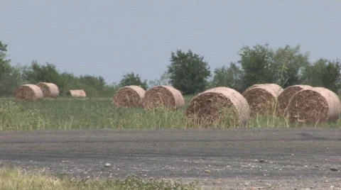  dried cotton Stock Footage 526122