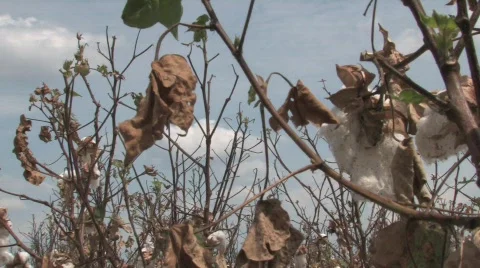  dried cotton Stock Footage 526124