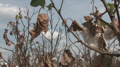  dried cotton Stock Footage 526128