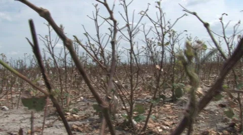  dried cotton Stock Footage 526131