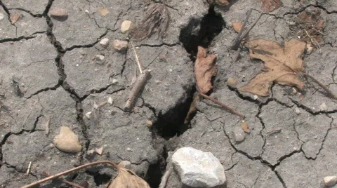  dried cotton Stock Footage 526137