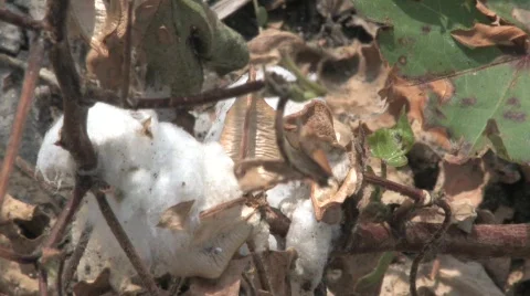  dried cotton Stock Footage 526144