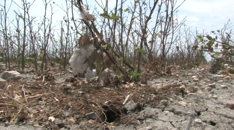 dried cotton Stock Footage