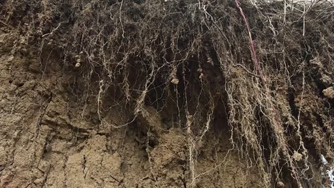 Dried, cracked clay wall showing detailed soil erosion and a rich brown texture Stock Footage 337798948