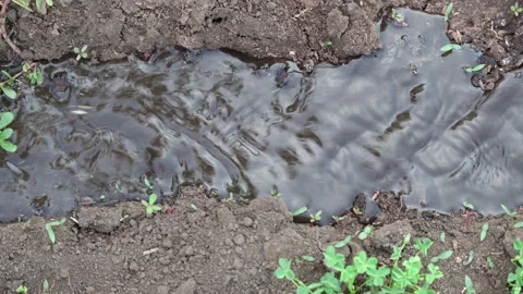 Dried up, cracked from drought land on which flow of water begins to run. Con Video stock 201029148