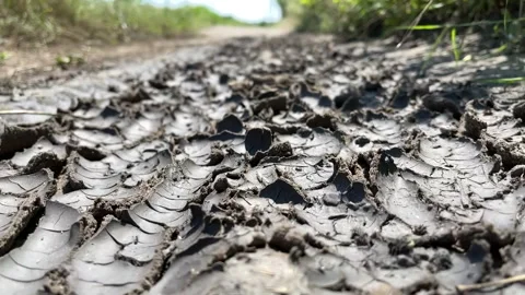 Dried cracked mud crust with curled flakes on dirt path in summer drought low Stock Footage 334071489