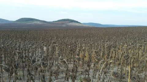 The dried crops Foto stock