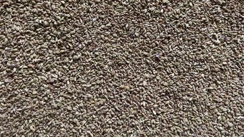 Dried cumin seeds (Jeera) served on a white square floral plate 動画素材 328633480