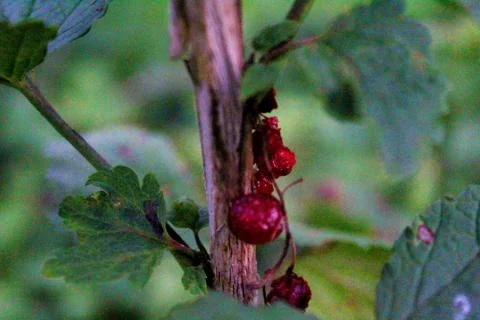 Dried currants with a blurred background Stock Photos