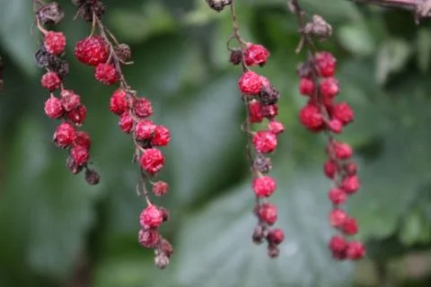 Dried currants Stock Photos