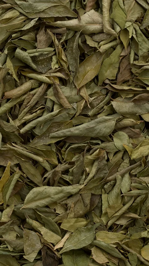 Dried curry leaves background texture.   Vertical video. Stock Footage 297899122