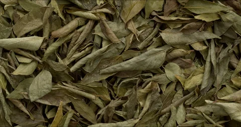 Dried curry leaves background texture. Stock Footage 297899289