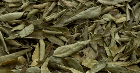 Dried curry leaves background texture. Stock Footage 303891322