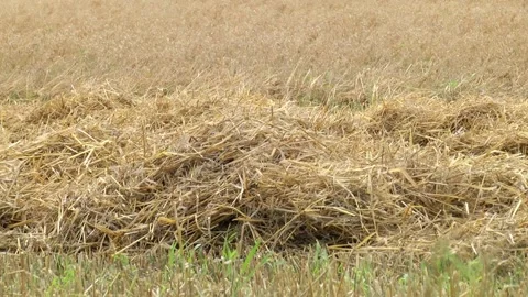 Dried cut plants in a field in the summertime. Stock Footage 223814698