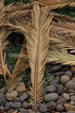 Dried cycad leaf patterns and textures for rustic decorations and accessories Stock Photos