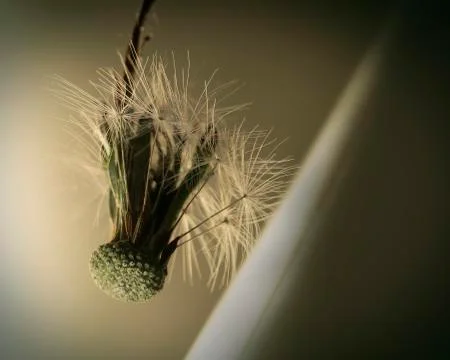 Dried dandelion Stock Photos