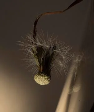 Dried dandelion Stock Photos