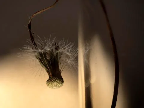 Dried dandelion Stock Photos