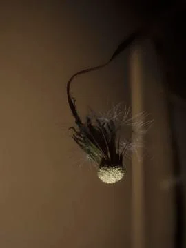 Dried dandelion Foto stock