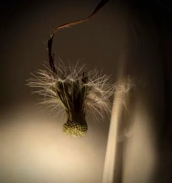 Dried dandelion Stock Photos