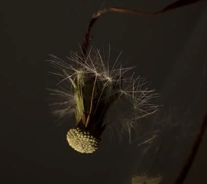 Dried dandelion Stock Photos
