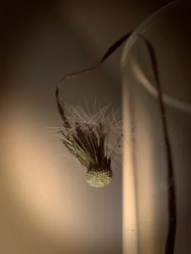 Dried dandelion Stock Photos