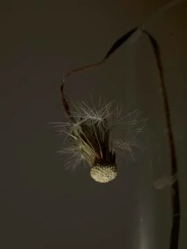 Dried dandelion Stock Photos