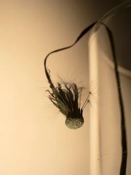 Dried dandelion Stock Photos