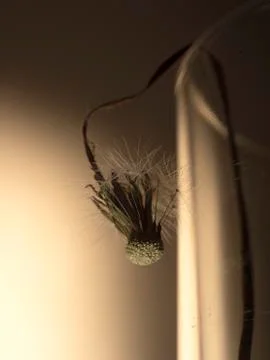 Dried dandelion Stock Photos