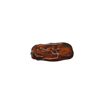 Dried date fruit, colored sketch vector illustration isolated on white Stock Illustration