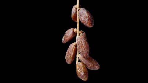 Dried dates on a branch rotating slowly, isolated on a black background. Stock Footage 244854819