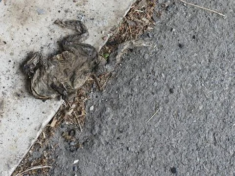 A dried dead body of a frog , toad, on the road Stock Photos