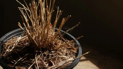 Dried dead brown plant stems and stalks in black plastic pot Video stock 337042360