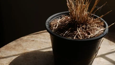 Dried dead brown plant stems and stalks in black plastic pot 스톡 동영상 337042363