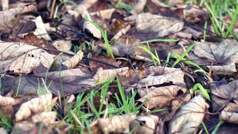 Dried dead leaves on the ground in winter Stock Footage 230277634