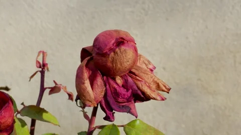 Dried, dead red rose moving in the cold winter wind Stock Footage 258820939