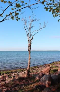 Dried up dead tree standing still on a Baltic stone beach Stock Photos