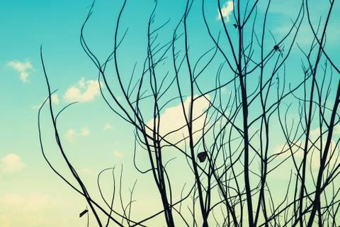 Dried deciduous tree no leaf in winter season nature quiet calm landscape fan Stock Photos