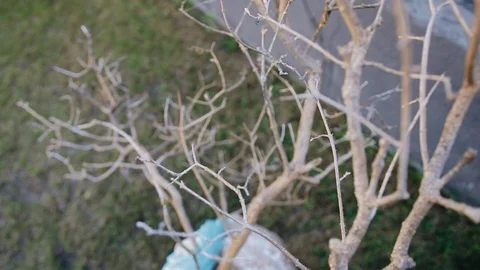 Dried decorative tree stands in the yard of a private house. Close up. Stock Footage 109185784