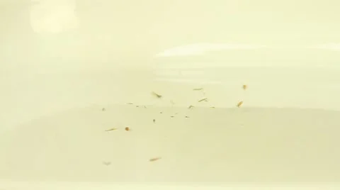 Dried dill fray on the white surface Stock Footage 47867090