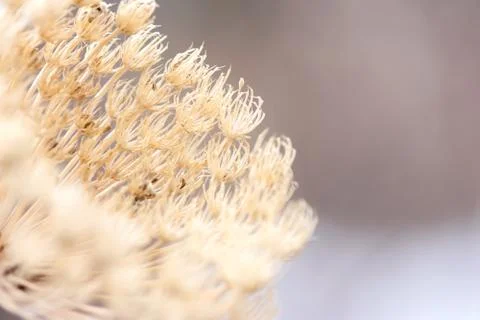 Dried Dill Macro Stock Photos
