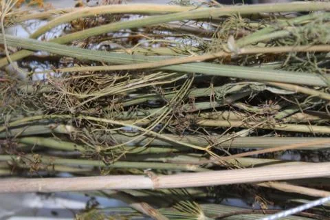Dried dill Stock Photos