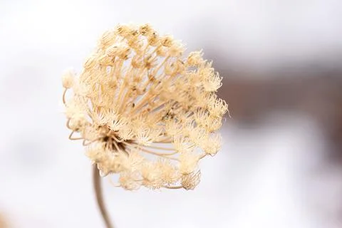 Dried Dill Seed Head Stock Photos