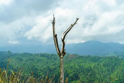 Dried dry tree on the background of mountains and clouds Stock Photos