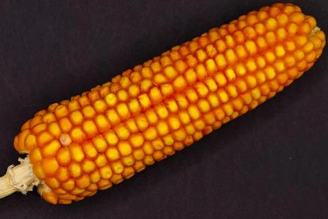 Dried Ear of Corn on Dark Surface Stock Photos