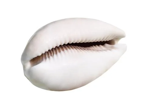 Dried empty pink shell of cowry cutout on white Stock Photos